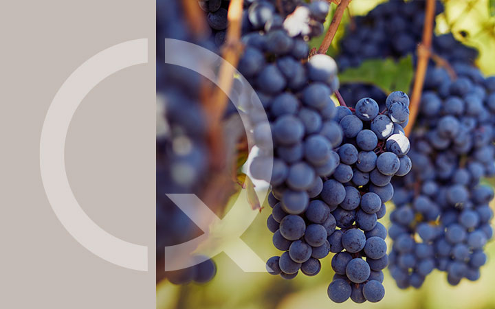 SICUREZZA ALIMENTARE NELLA FILIERA VITIVINICOLA_Img