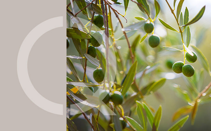 SICUREZZA ALIMENTARE NELLA FILIERA OLEARIA_Img